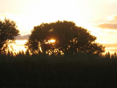 Tree at Sundown