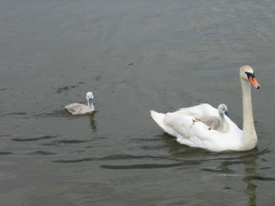 Ohhh Aren't they cute!!