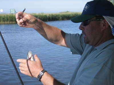 That never swallowed a whole maggot!