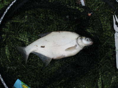 Bream