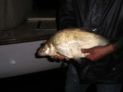 "Where have you bream all of my life?"